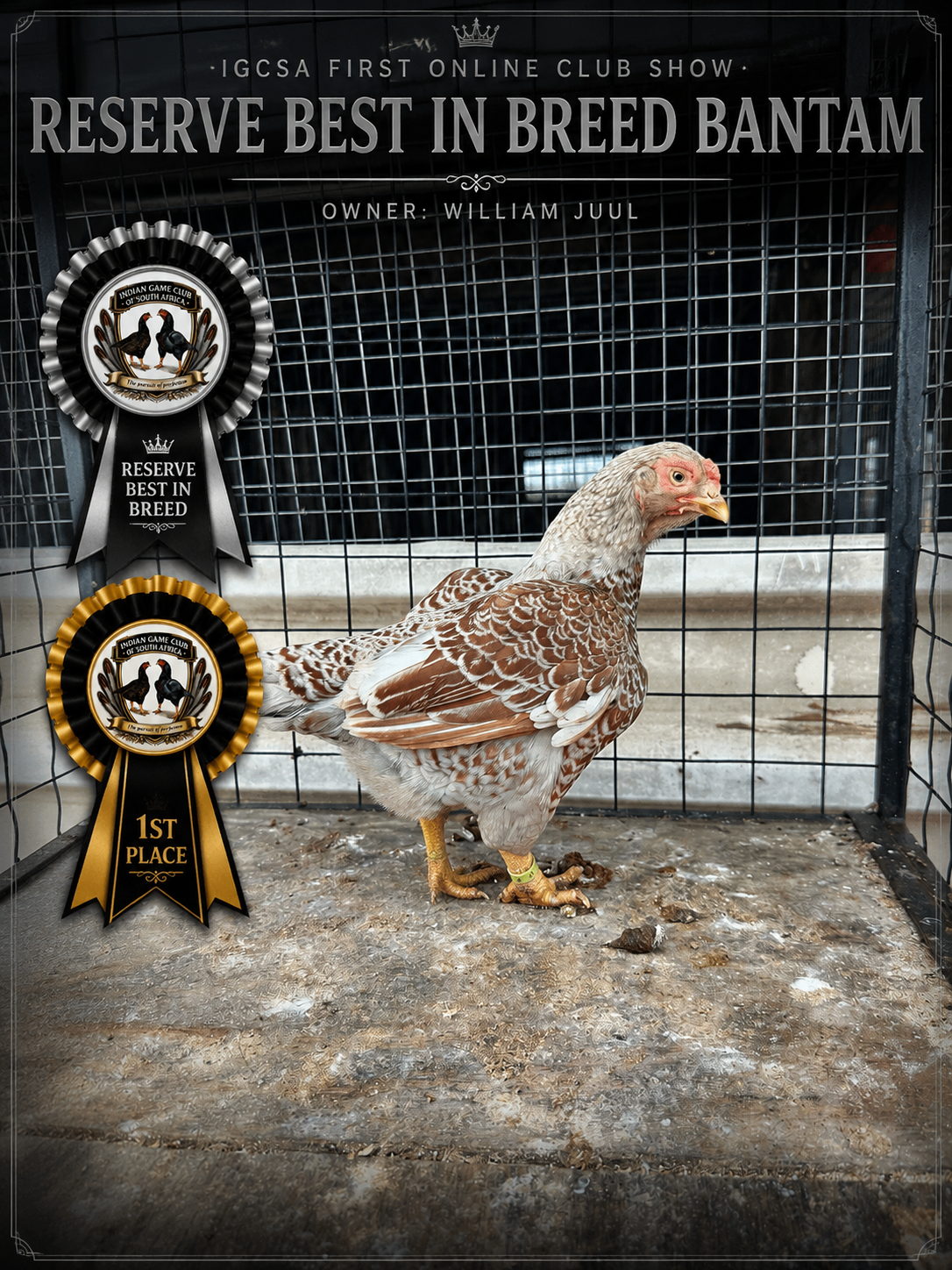 IGCSA First Online Club Show Reserve Best in Breed Bantam rosette poster, owner William Juul