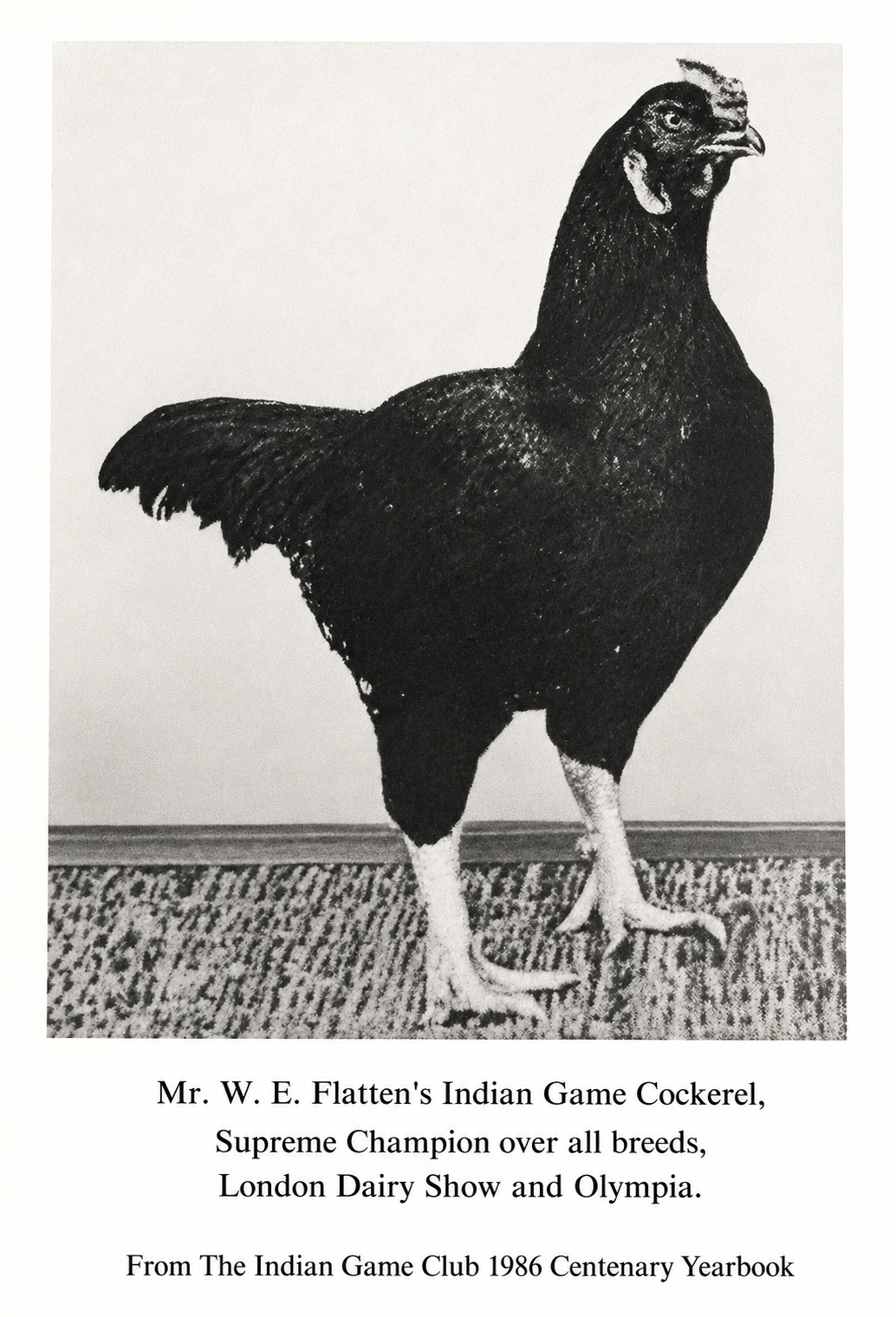 Mr W. E. Flatten's black Indian Game cockerel, Supreme Champion over all breeds