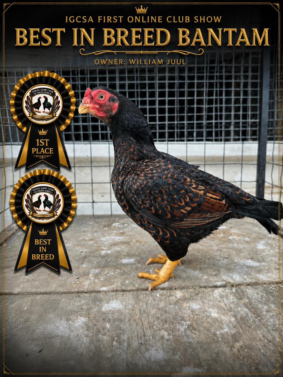 IGCSA First Online Club Show Best in Breed Bantam rosette poster, owner William Juul
