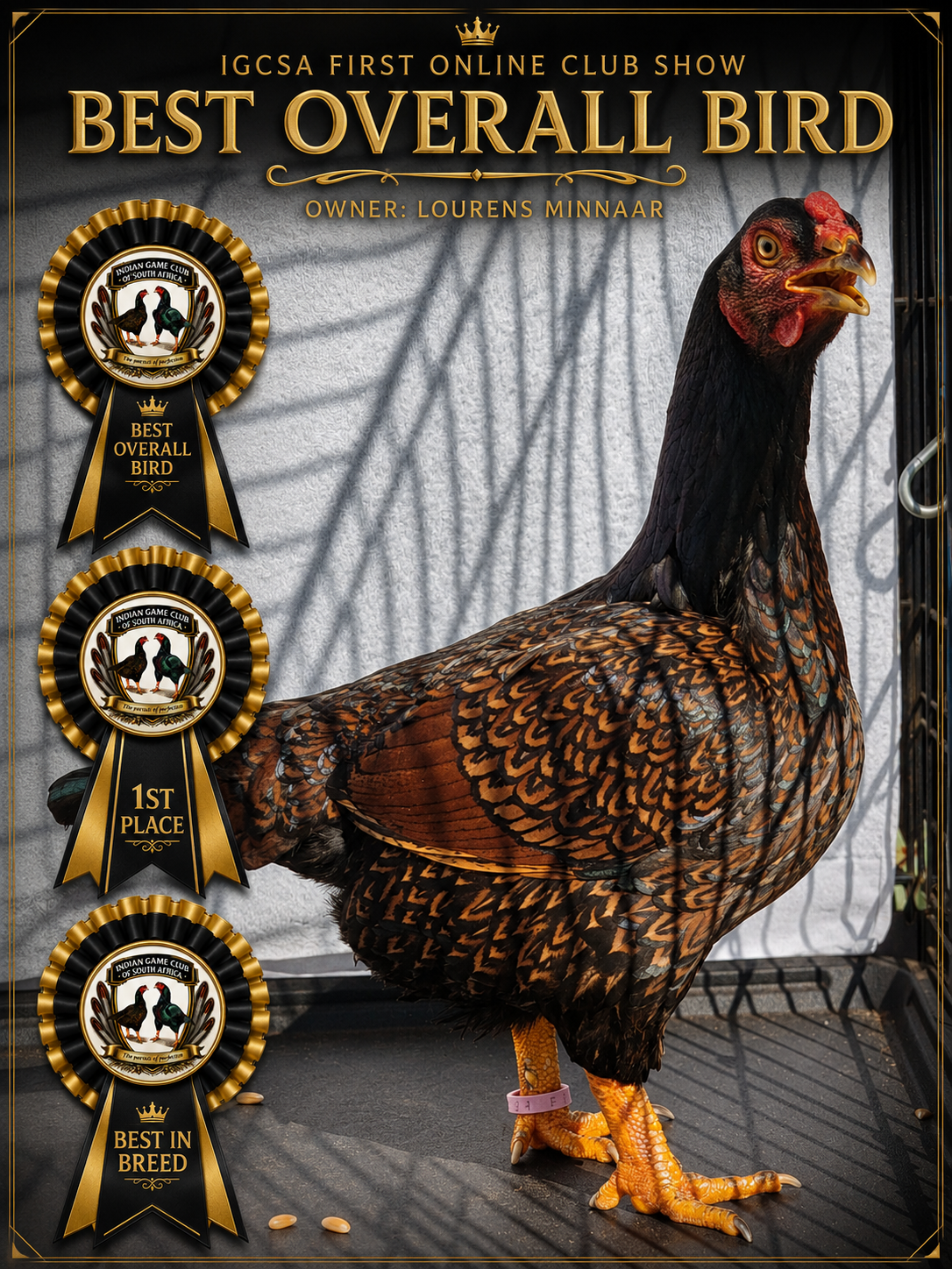 IGCSA First Online Club Show Best Overall Bird rosette poster, owner Lourens Minnaar