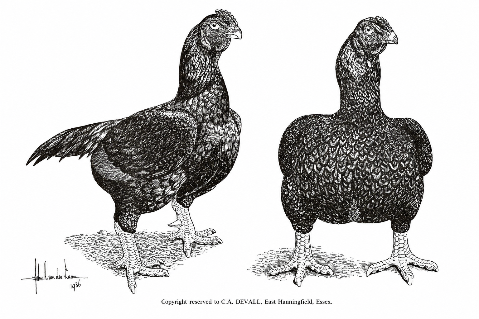 Pen and ink illustration of Indian Game cock and hen