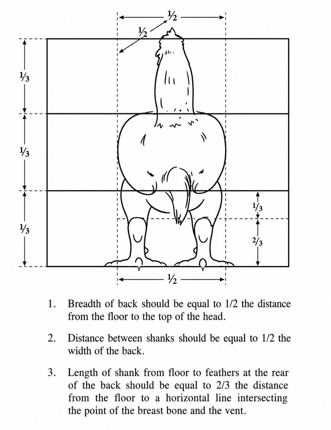 Rear view proportional guide of an Indian Game bird showing breadth of back and tail set ratios