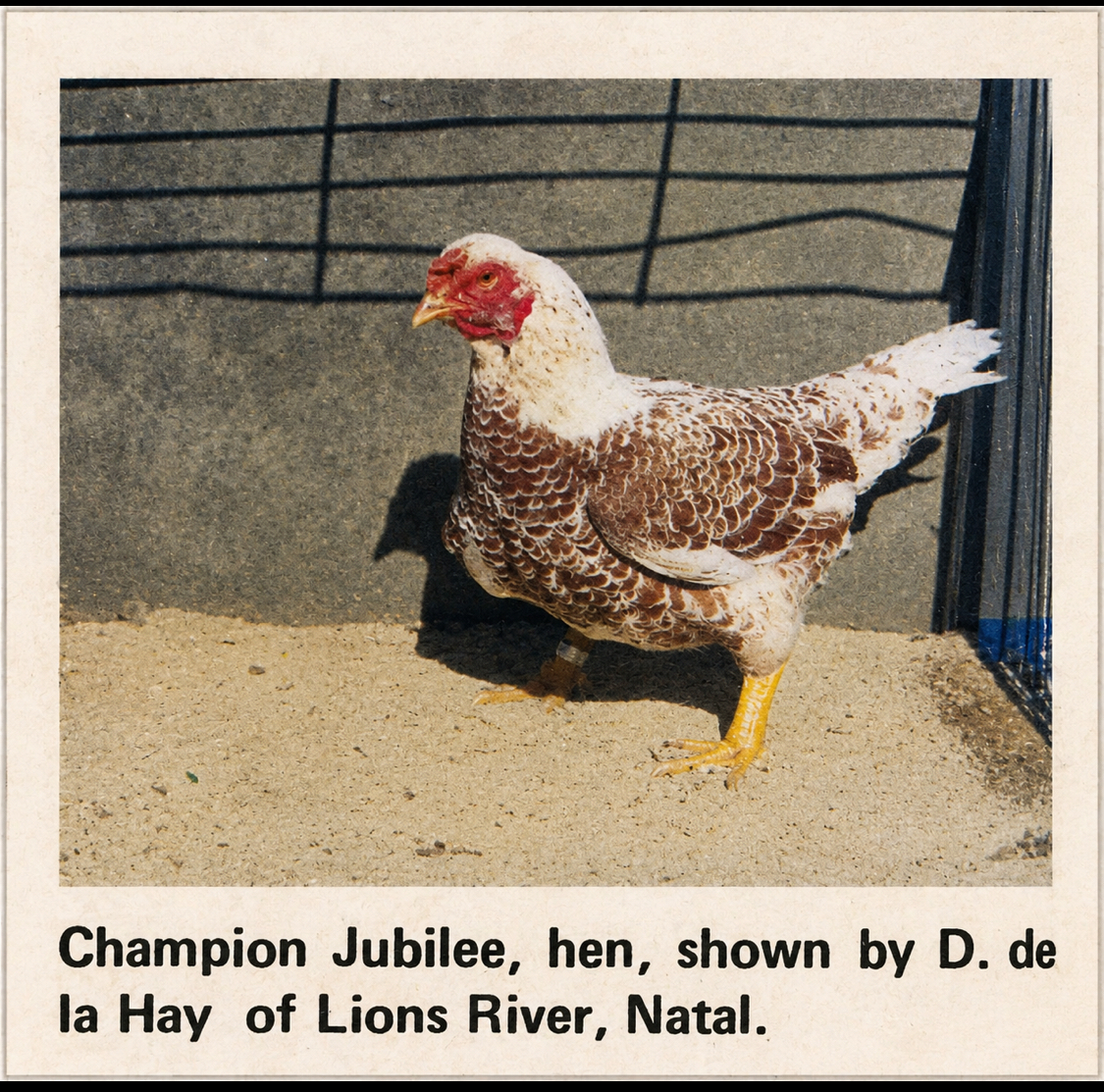 Champion Jubilee Indian Game hen shown by D. de la Hay of Lions River, Natal