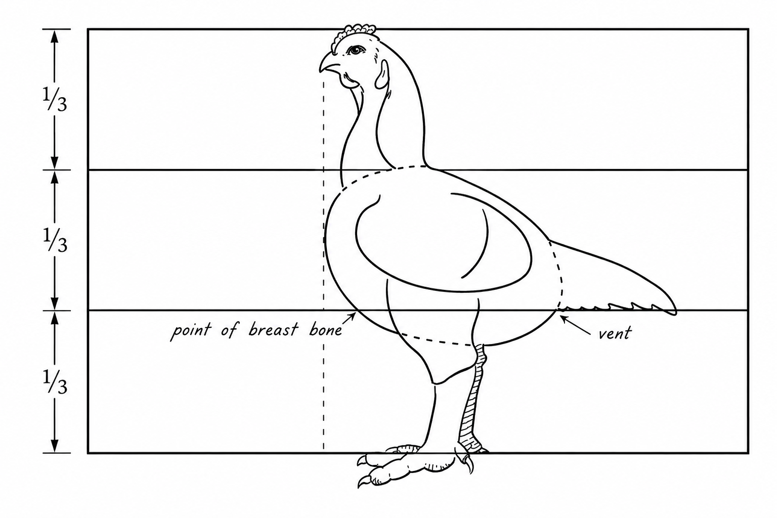 Side profile proportional guide of an Indian Game bird divided into thirds, marking the point of breast bone and vent