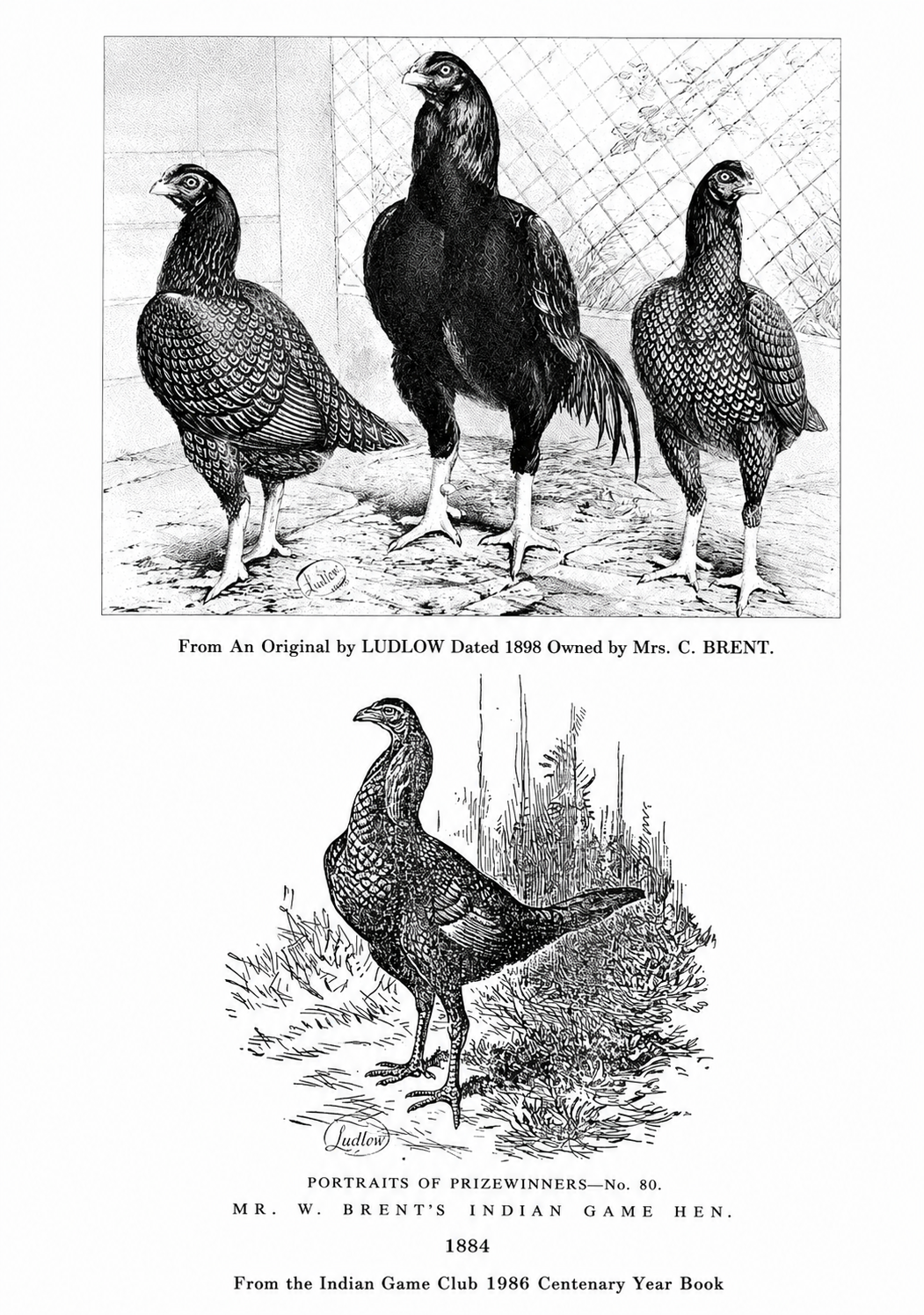 Ludlow engraving of Indian Game dated 1898 owned by Mrs C. Brent, and Mr W. Brent's Indian Game hen, 1884