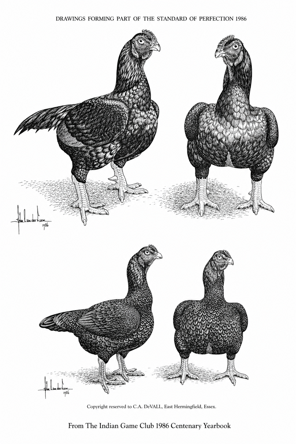 Pen and ink drawings of Indian Game forming part of the Standard of Perfection 1986