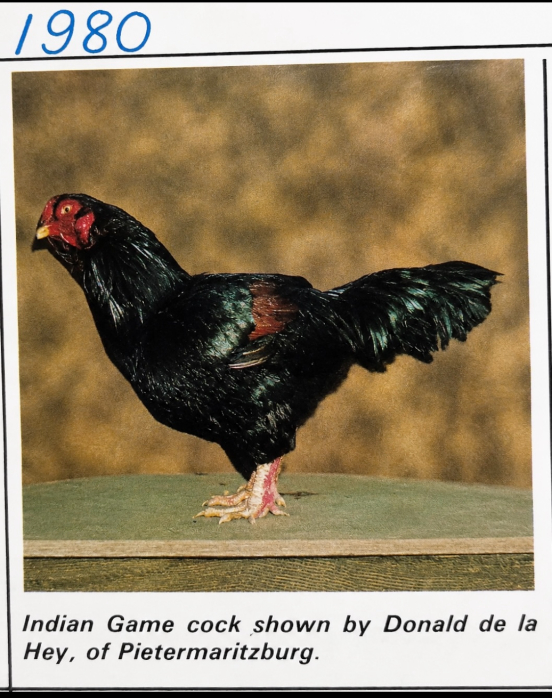Black Indian Game cock shown by Donald de la Hay of Pietermaritzburg, 1980